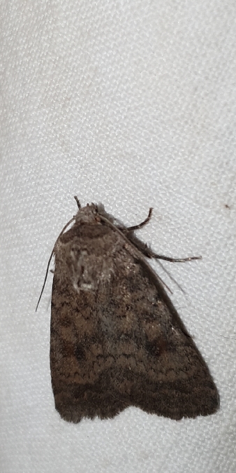 Caradrina morpheus  - Melchior Viallet