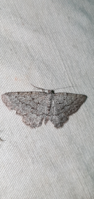 Elophos dilucidaria  - Melchior Viallet