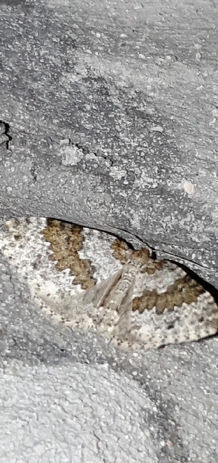 Entephria infidaria  - Melchior Viallet