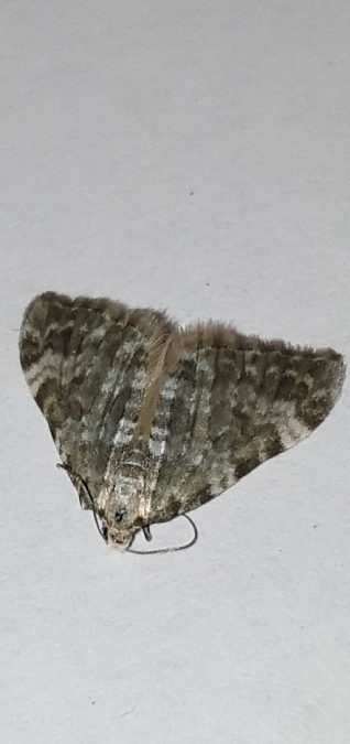 Perizoma incultaria  - Melchior Viallet