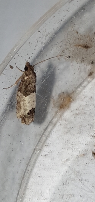 Spilonota laricana  - Melchior Viallet