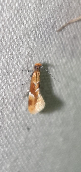 Callima formosella  - Melchior Viallet