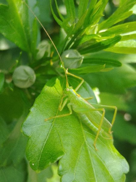 Oak Bush-cricket 