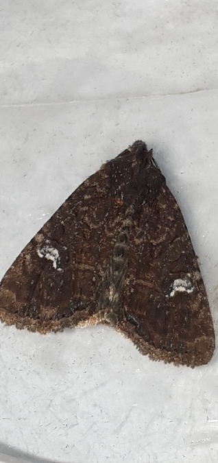 Mesapamea secalis  - Melchior Viallet