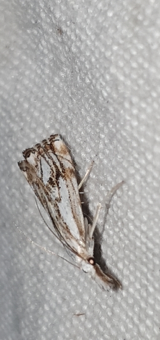 Catoptria falsella  - Melchior Viallet