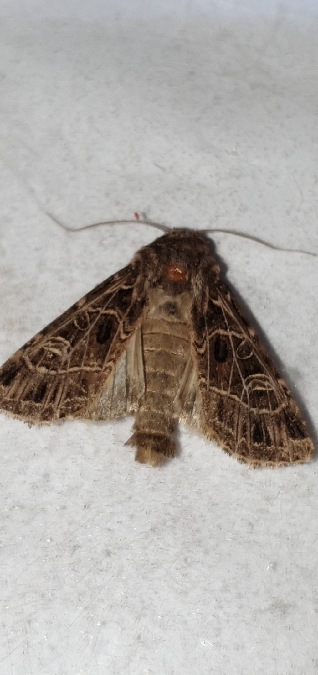Sideridis reticulata  - Melchior Viallet