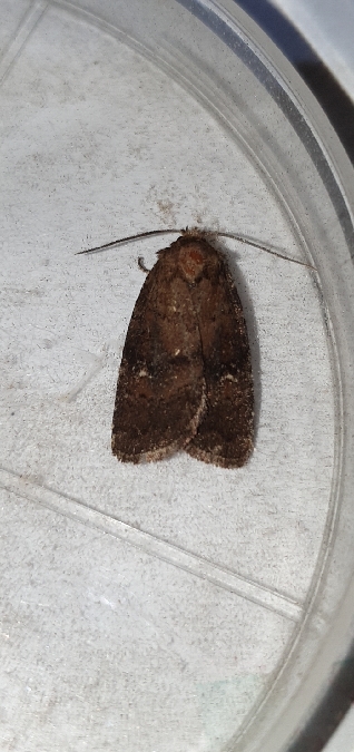 Rusina ferruginea  - Melchior Viallet