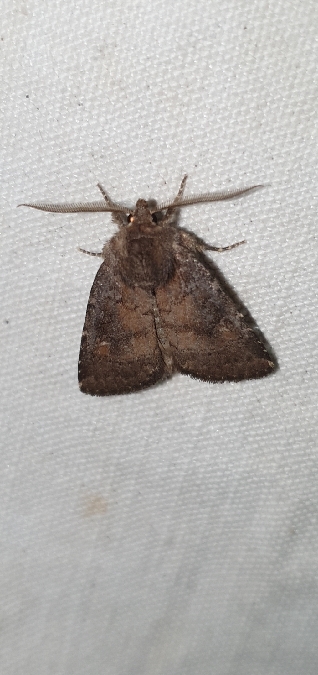 Rusina ferruginea  - Melchior Viallet
