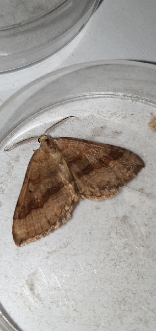 Scotopteryx chenopodiata  - Melchior Viallet
