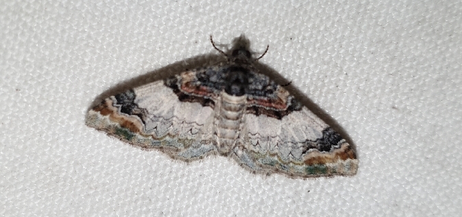 Catarhoe cuculata  - Melchior Viallet