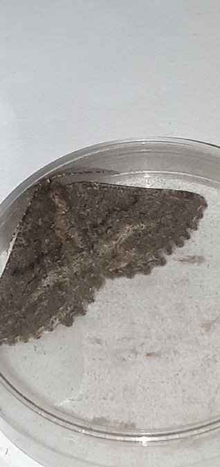 Nychiodes notarioi  - Melchior Viallet