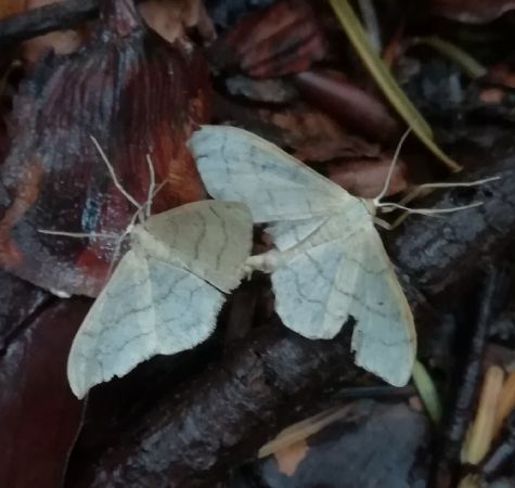 Idaea straminata  - Thomas Lux