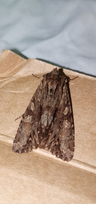 Apamea monoglypha  - Melchior Viallet