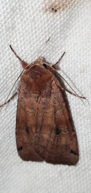 Xestia baja  - Melchior Viallet