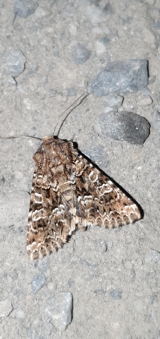 Hadena perplexa  - Melchior Viallet