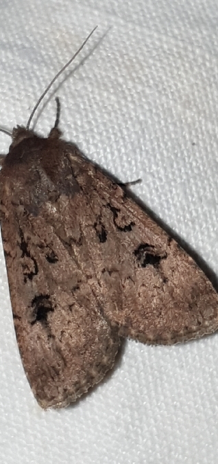 Graphiphora augur  - Melchior Viallet
