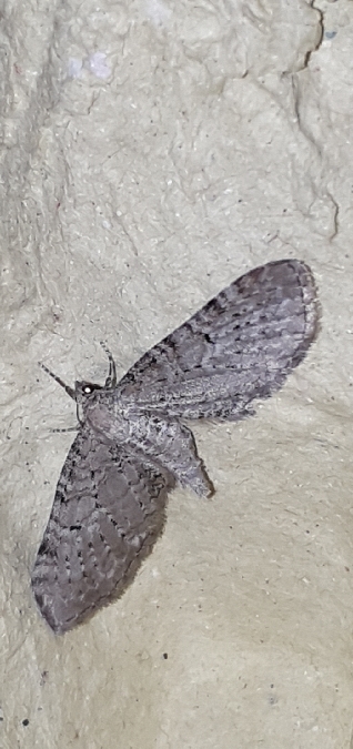Eupithecia veratraria  - Melchior Viallet