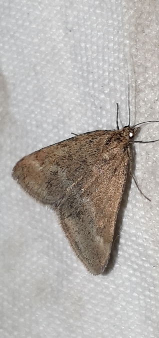 Pyrauste olivacée  - Melchior Viallet