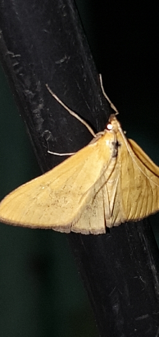 Mecyna lutealis  - Melchior Viallet