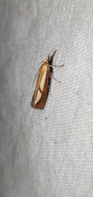 Catoptria conchella  - Melchior Viallet