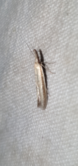 Pleurota sp.  - Melchior Viallet