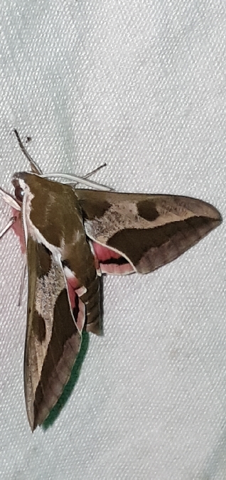 Sphinx de l'Euphorbe  - Melchior Viallet