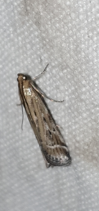 Pempeliella ornatella  - Melchior Viallet