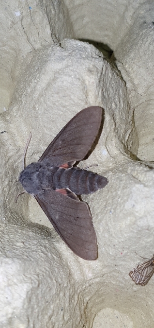 Sphinx chauve-souris  - Melchior Viallet