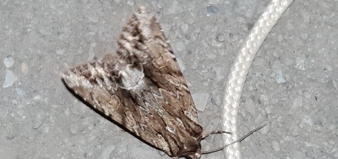 Apamea monoglypha  - Melchior Viallet