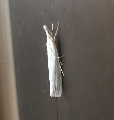 Crambus perlé  - Thomas Lux