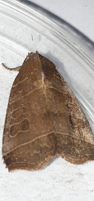 Ipimorpha retusa  - Melchior Viallet