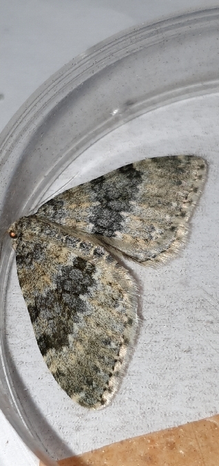 Entephria contestata  - Melchior Viallet