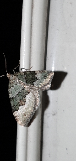 Colostygia aptata  - Melchior Viallet