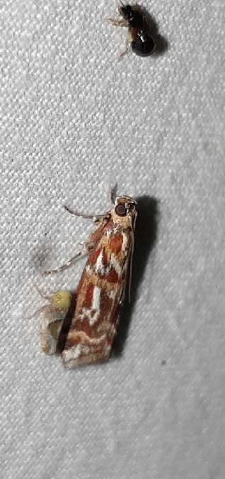 Acrobasis porphyrella  - Melchior Viallet