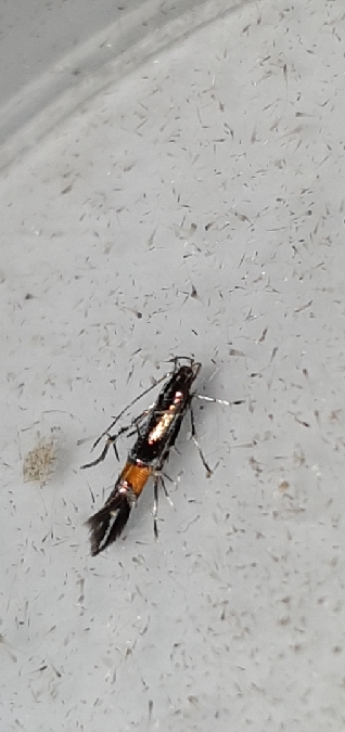 Cosmopterix orichalcea  - Melchior Viallet