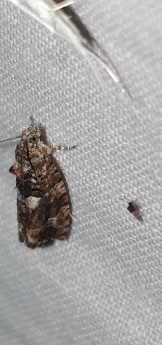 Eudemis profundana  - Melchior Viallet