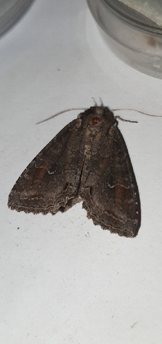 Polia bombycina  - Melchior Viallet