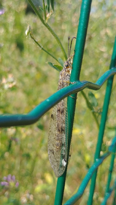 Fourmilion longicorne 