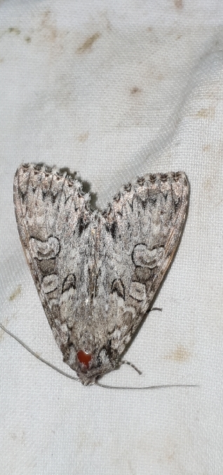 Polia nebulosa  - Melchior Viallet