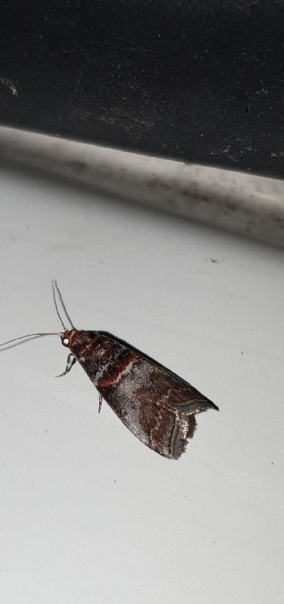 Acrobasis advenella  - Melchior Viallet