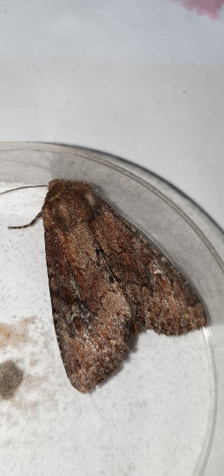 Apamea lateritia  - Melchior Viallet