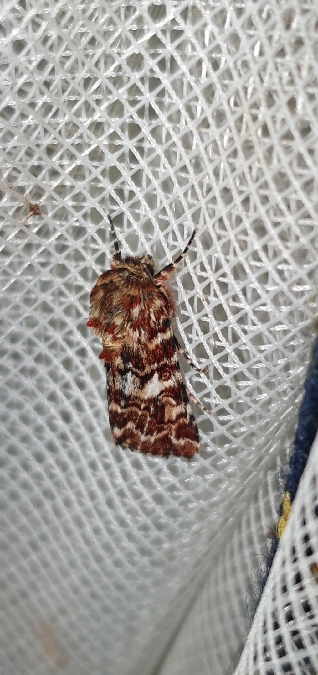 Anarta myrtilli  - Melchior Viallet