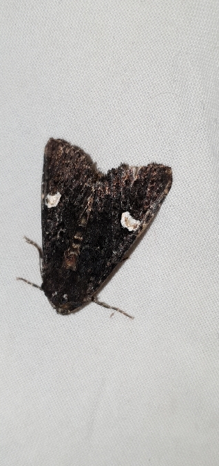 Melanchra persicariae  - Melchior Viallet