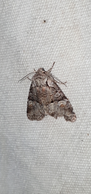 Brachylomia viminalis  - Melchior Viallet