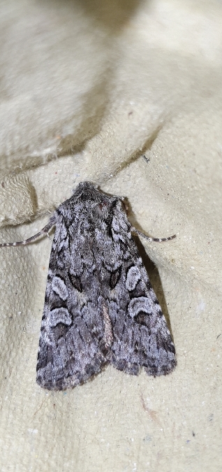 Lasionycta proxima  - Melchior Viallet