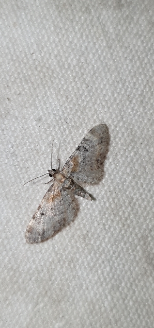 Eupithecia pyreneata  - Melchior Viallet