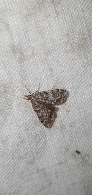 Scoparia basistrigalis  - Melchior Viallet