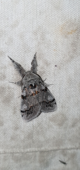 Bombyx porte-brosses  - Melchior Viallet