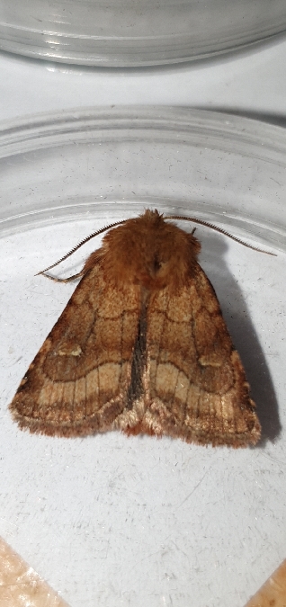 Lasionycta imbecilla  - Melchior Viallet