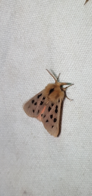 Ecaille tachetée  - Melchior Viallet